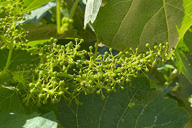 brotación floración